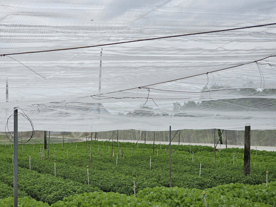 Cheap greenhouse model in Long An province